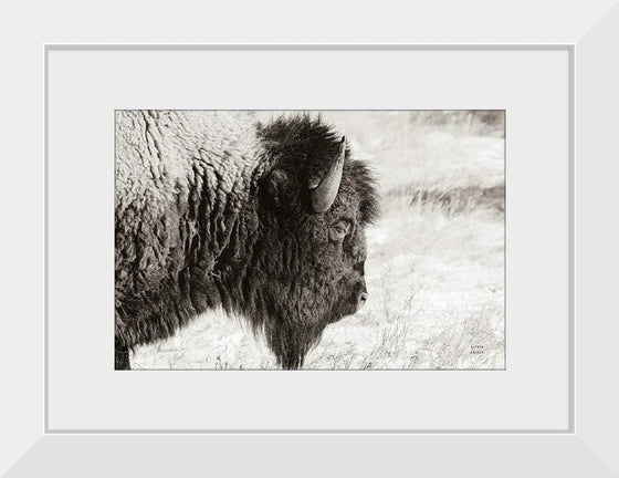 “Bison Profile BW“, Nathan Larson