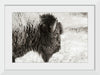 “Bison Profile BW“, Nathan Larson