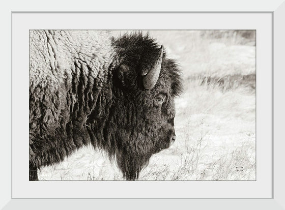 “Bison Profile BW“, Nathan Larson