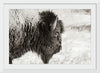 “Bison Profile BW“, Nathan Larson