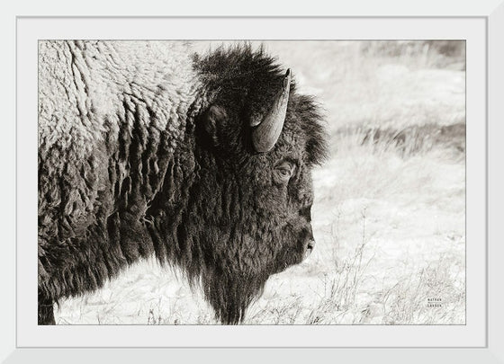 “Bison Profile BW“, Nathan Larson