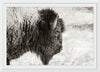 “Bison Profile BW“, Nathan Larson