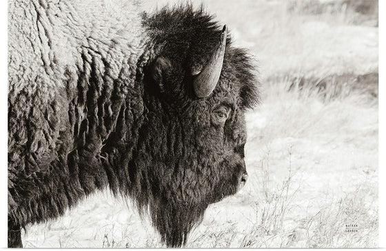 “Bison Profile BW“, Nathan Larson