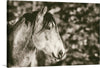 “Snowy Range Sepia“, Nathan Larson