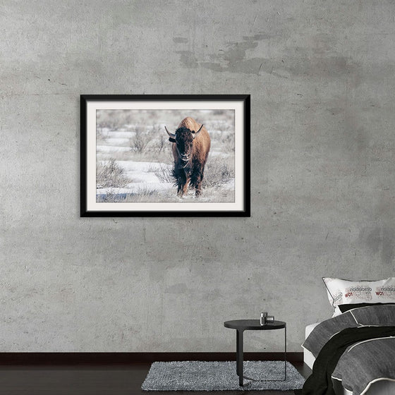 “Bison Beauty“, Nathan Larson