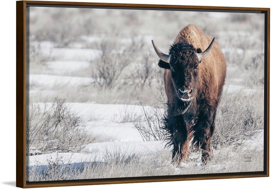 “Bison Beauty“, Nathan Larson