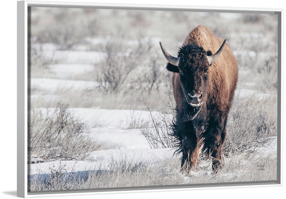 “Bison Beauty“, Nathan Larson