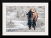 “Bison Beauty“, Nathan Larson