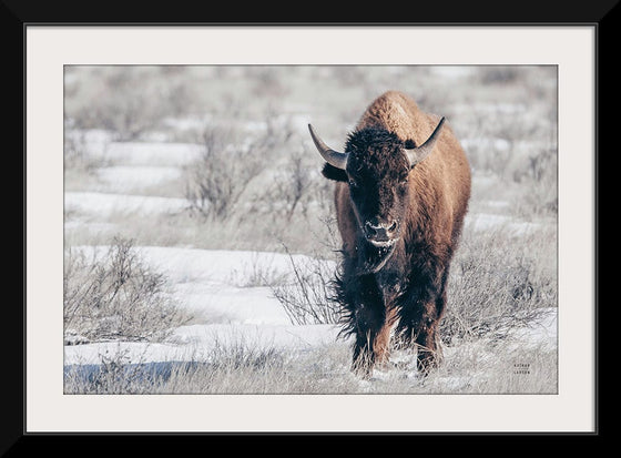 “Bison Beauty“, Nathan Larson