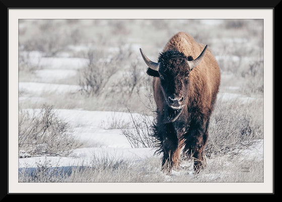 “Bison Beauty“, Nathan Larson