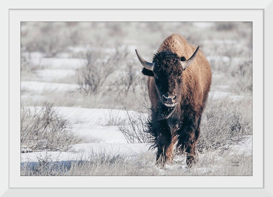 “Bison Beauty“, Nathan Larson