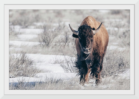 “Bison Beauty“, Nathan Larson