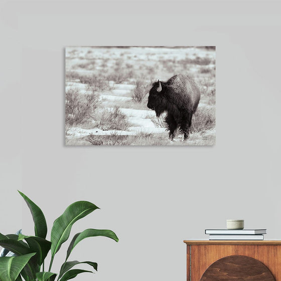 Nathan Larson's "Lookout BW" captures the timeless beauty of a solitary bison against a stark, snow-covered landscape. The black and white tones enhance the animal's imposing presence and the ruggedness of its environment. The bison's piercing gaze and powerful stance invite viewers to contemplate the majesty and resilience of this iconic species, a symbol of the American wilderness.