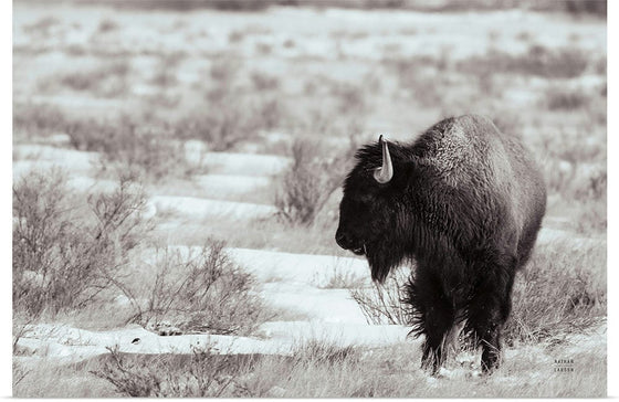 “Lookout BW“, Nathan Larson