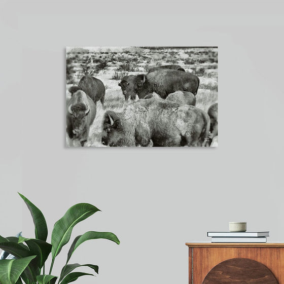 Step back in time with "Open Range I" by Nathan Larson. This evocative black and white photograph captures the majesty and wildness of a herd of bison grazing freely across the open plains. The timeless image evokes a sense of peace and tranquility, while also reminding us of the importance of preserving these iconic creatures and their natural habitat. Larson's expert composition and attention to detail make this a stunning addition to any home or office.