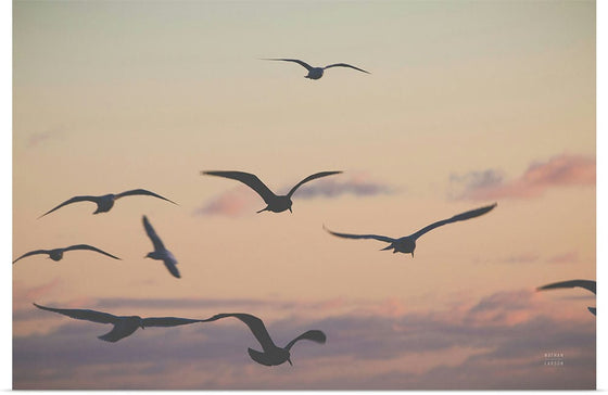 “Sunset Flock“, Nathan Larson