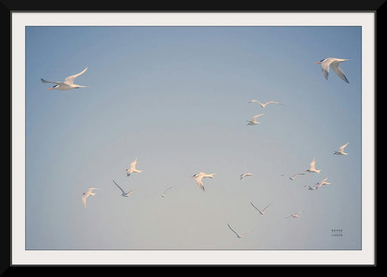 “Georgia Seagulls I“, Nathan Larson
