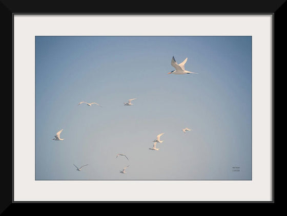 “Georgia Seagulls II“, Nathan Larson