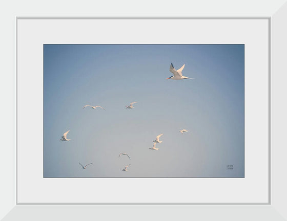 “Georgia Seagulls II“, Nathan Larson