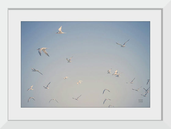 “Georgia Seagulls III“, Nathan Larson