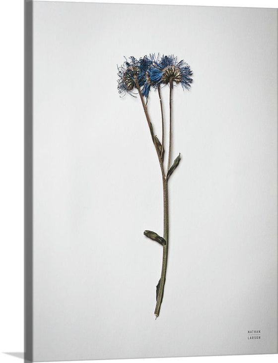 “Dried Floral Still Life I”, Nathan Larson