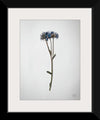 “Dried Floral Still Life I”, Nathan Larson