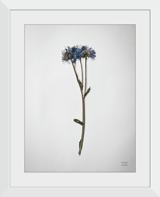 “Dried Floral Still Life I”, Nathan Larson