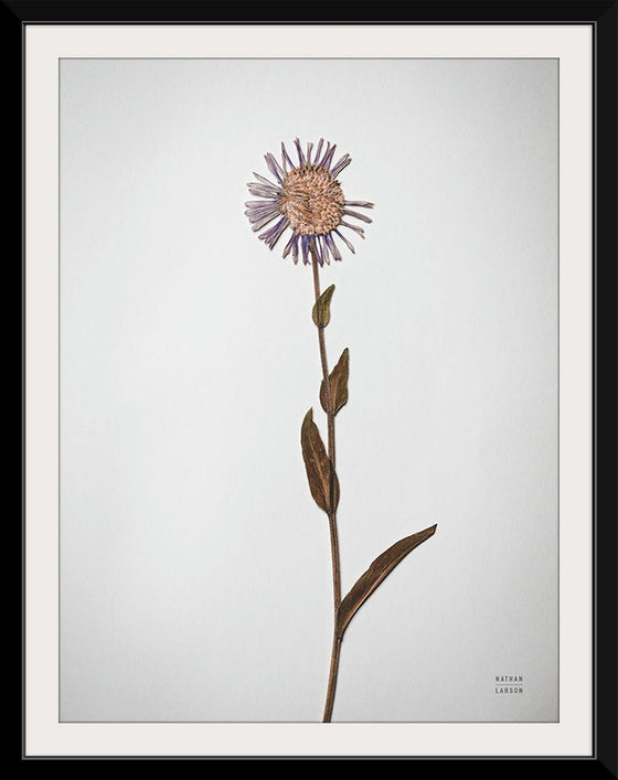 “Dried Floral Still Life II”, Nathan Larson