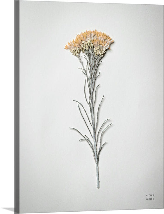 “Dried Floral Still Life III”, Nathan Larson