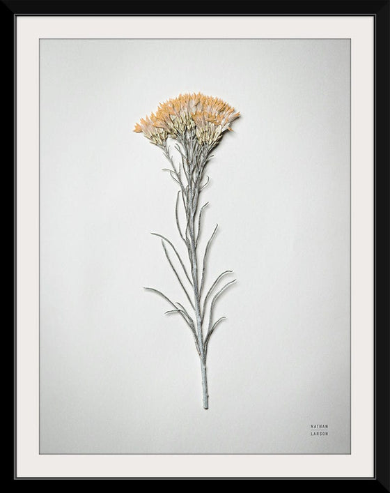 “Dried Floral Still Life III”, Nathan Larson