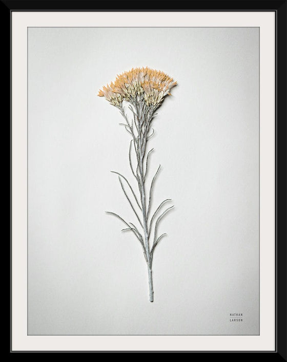 “Dried Floral Still Life III”, Nathan Larson