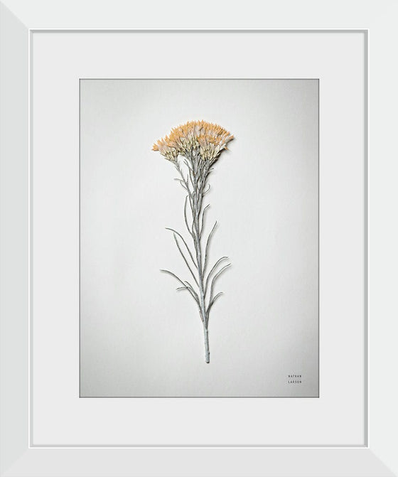 “Dried Floral Still Life III”, Nathan Larson