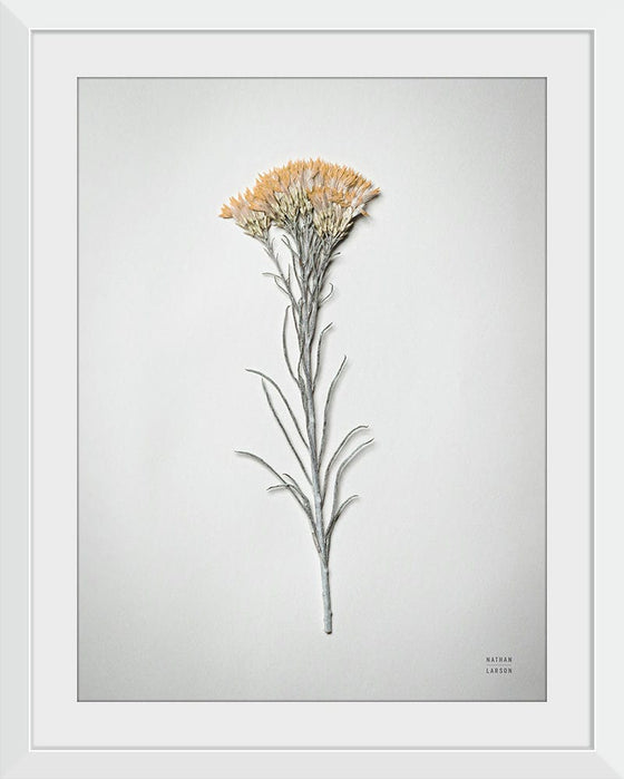 “Dried Floral Still Life III”, Nathan Larson