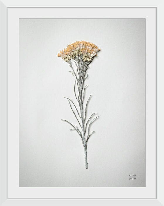 “Dried Floral Still Life III”, Nathan Larson