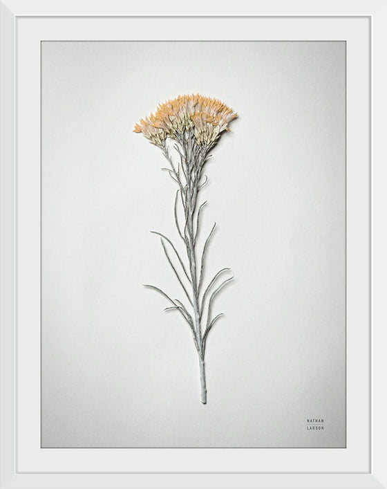 “Dried Floral Still Life III”, Nathan Larson