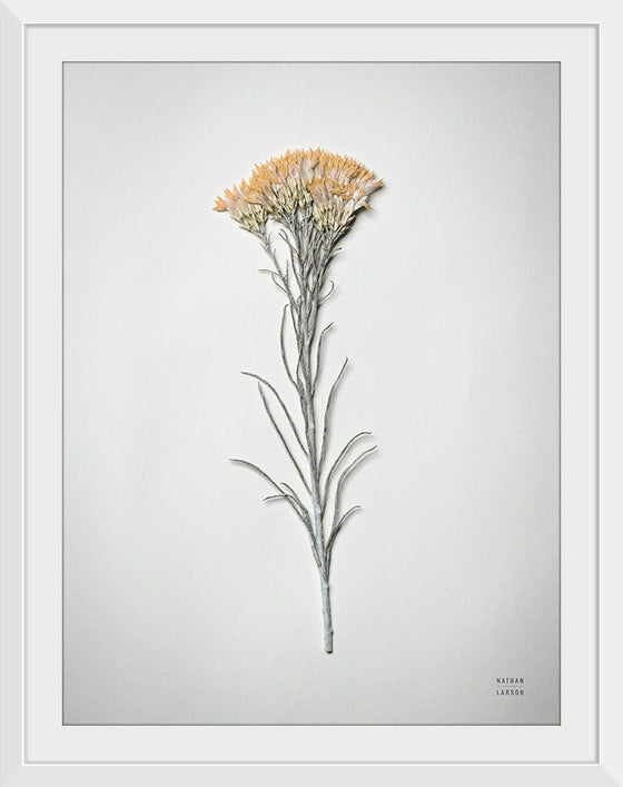 “Dried Floral Still Life III”, Nathan Larson