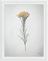 “Dried Floral Still Life III”, Nathan Larson