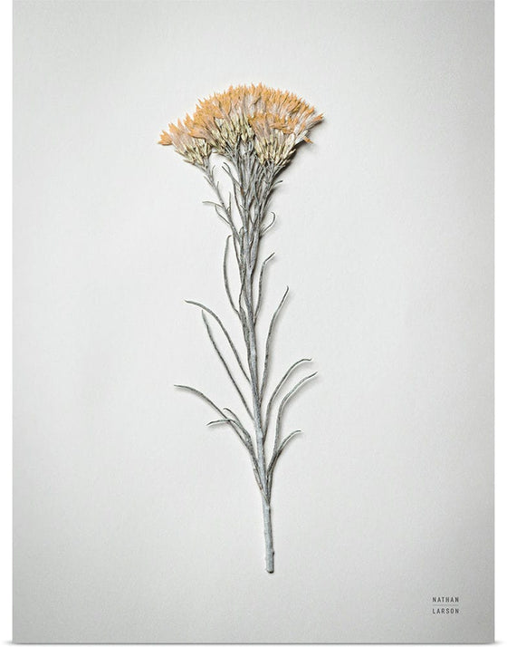 “Dried Floral Still Life III”, Nathan Larson