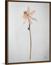 “Dried Floral Still Life IV”, Nathan Larson