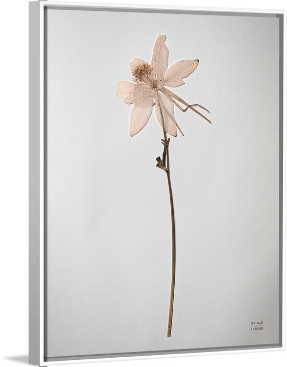 “Dried Floral Still Life IV”, Nathan Larson