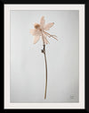 “Dried Floral Still Life IV”, Nathan Larson