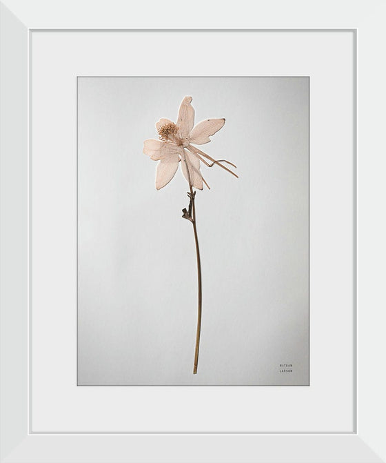 “Dried Floral Still Life IV”, Nathan Larson