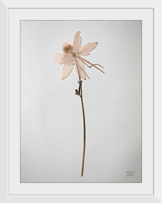 “Dried Floral Still Life IV”, Nathan Larson