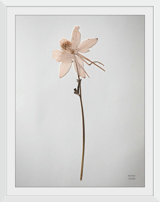 “Dried Floral Still Life IV”, Nathan Larson