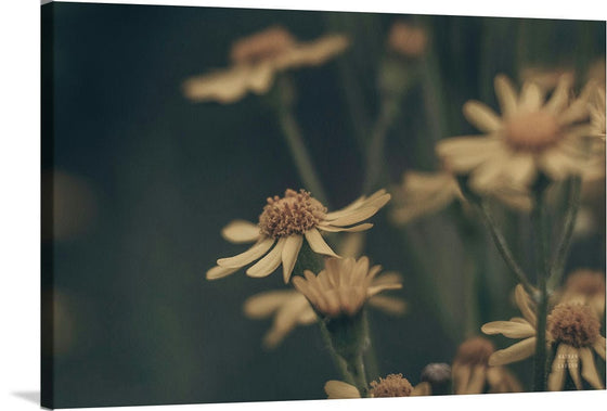 “Wild Blooms I“, Nathan Larson