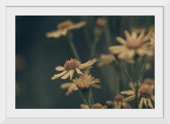 “Wild Blooms I“, Nathan Larson