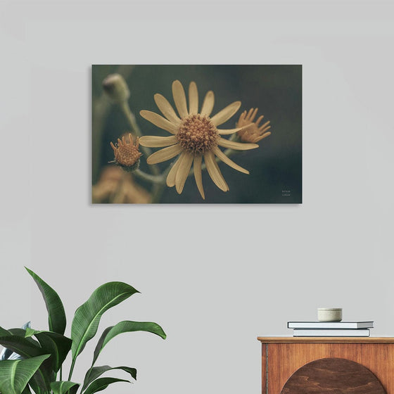 “Wild Blooms II” by Nathan Larson: Immerse yourself in the serene beauty of this exquisite print. The delicate elegance of a blooming flower is captured with masterful precision. One flower stands fully bloomed, its slender, pale yellow petals reaching out gracefully, while another partially opens, revealing its intricate center. 