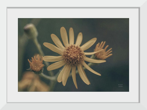 “Wild Blooms II“, Nathan Larson