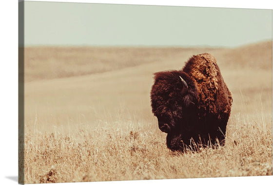 “Tall Grass Bison I“, Nathan Larson