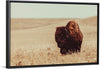 “Tall Grass Bison I“, Nathan Larson